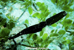 Dayang, Talikud Island, Davao City by Bernard Maglana 